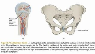 Image result for Examples of Cartilaginous Joints