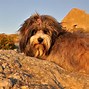 Image result for Tibetan Terrier Dog Breed