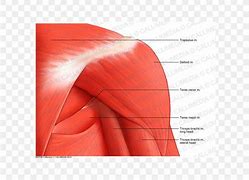 Image result for Shoulder Deltoid Anatomy