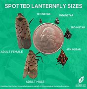 Image result for LanternFly