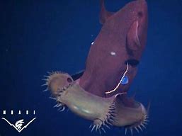 Image result for Vampire Squid