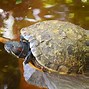 Image result for Turtle Sleeping