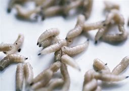 Image result for Maggots in Kitchen