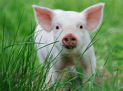 Image result for Real Pink Pig