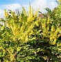 Image result for Bright Yellow Green Shrubs