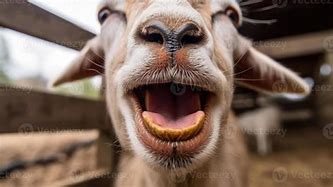 Image result for Goat in Fance