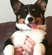 Image result for Smiling Dog No Chair