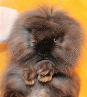 Image result for Siamese Sable Lionhead Rabbit