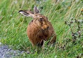 Image result for brown hare baby