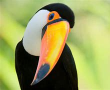 Image result for Toucan Varieties