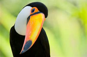 Image result for Toucan Mother