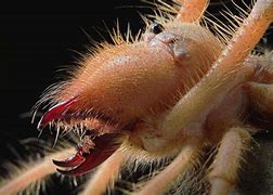 Image result for Iran Camel Spider