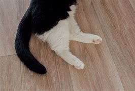 Image result for Cat Tail Moods