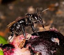 Image result for Eating a Bee