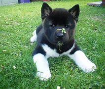 Image result for Black Akita Puppies