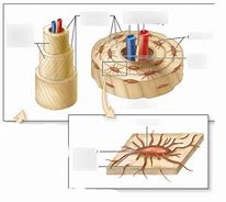 Image result for Osteon Contains