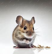 Image result for Fancy Mouse White Background