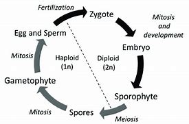 Image result for A Diploid Sporophyte