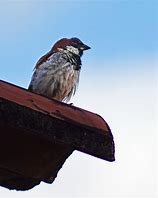 Image result for Animal in Roof Garden