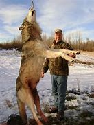 Image result for Wolf Hunting Deer