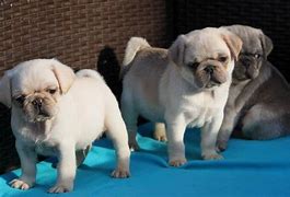 Image result for White Baby Pug