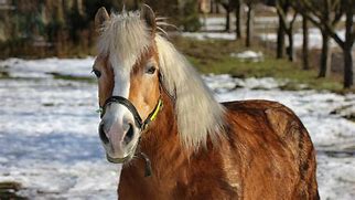 Image result for Red Mane Horse Mrade