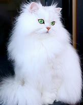 Image result for White Fluffy Cat with Pink Fairy Wings