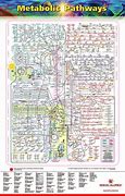 Image result for Cell Pathways Chart