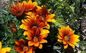 Image result for Flowers That a Angiosperm