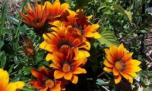 Image result for Angiosperm Flower