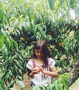 Image result for Peach Picking