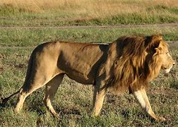 Image result for Pictures of African Male Lions