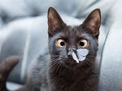 Image result for Cat with Butterfly On Nose