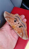 Image result for Female Polyphemus Moth