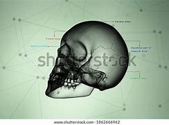 Image result for Human Skull Anatomy 3D