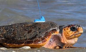 Image result for Turtle Back Look Like