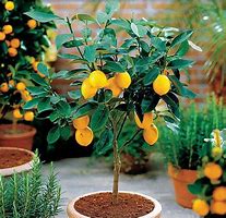 Image result for Dwarf Lemon Tree Indoor