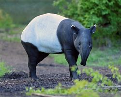 Image result for Cute Malayan Tapir