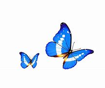 Image result for Butterfly Animated Transparent