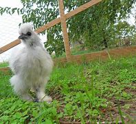 Image result for Cute Silkie Chickens