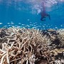 Image result for Bar Graph Coral Bleaching