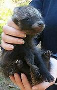 Image result for Baby Raccoon Dog