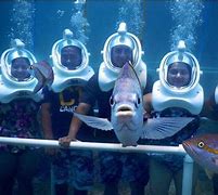 Image result for Odysea Aquarium Piranha