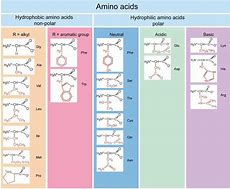 Image result for Amino Acid Properties Chart