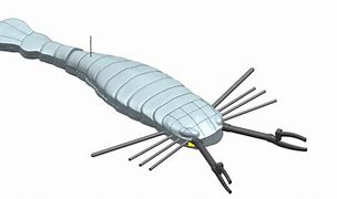 Image result for Eurypterid