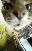 Image result for Kayo Cat