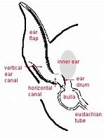 Image result for Cat Ear Diagram