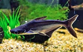 Image result for Aquarium of the Pacific Sharks