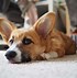 Image result for Corgi Mini Backpack