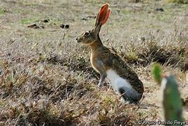 Image result for Tehuantepec Jackrabbit